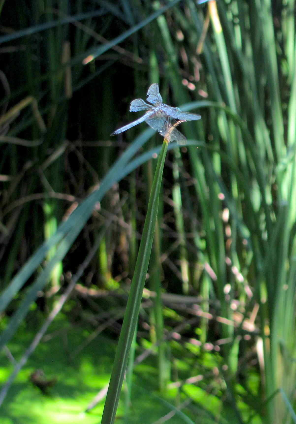 Dragonfly